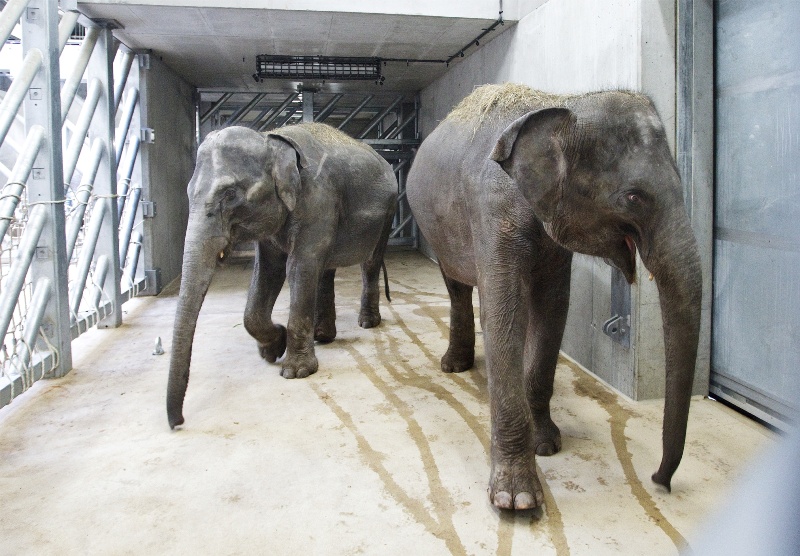 Tamara a Janita v novém, foto (c) Tomáš Adamec, Zoo Praha